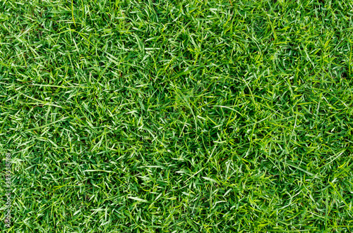 Green grass texture for background. Green lawn pattern and texture background. Close-up.