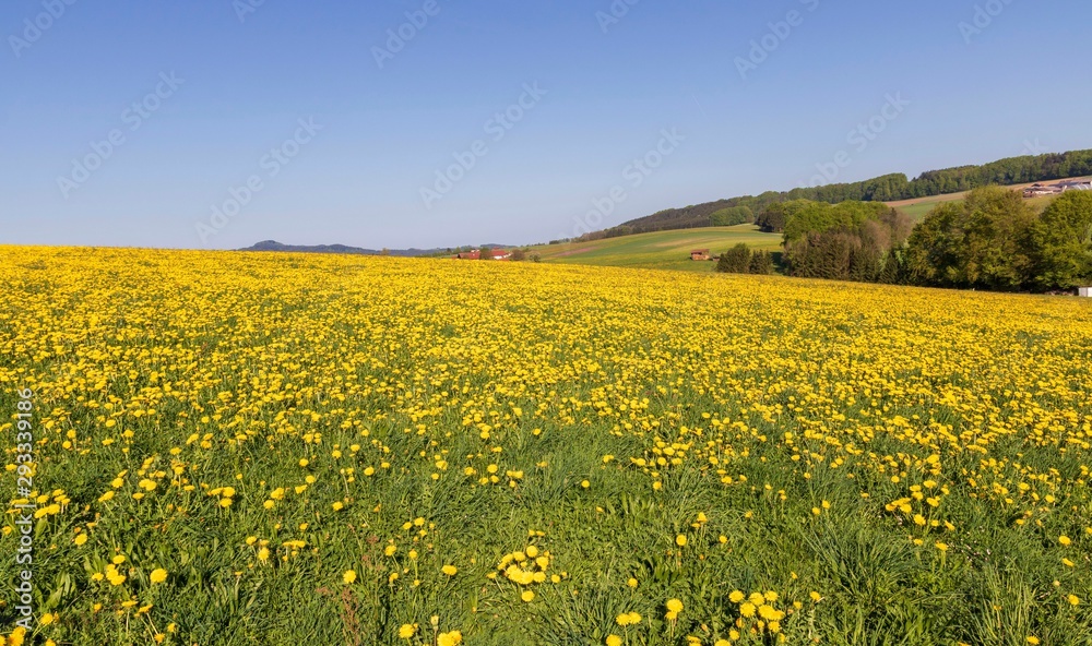 Field with yellow dandelions and blue sky Field with yellow dandelions and blue sky