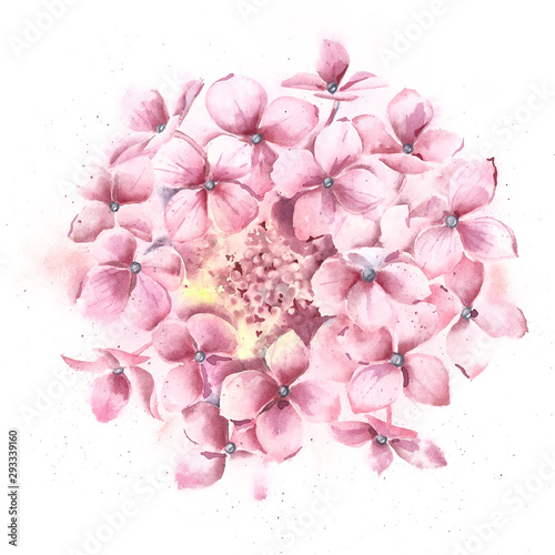 Hydrangea flower, high resolution watercolor illustration on a white background.
