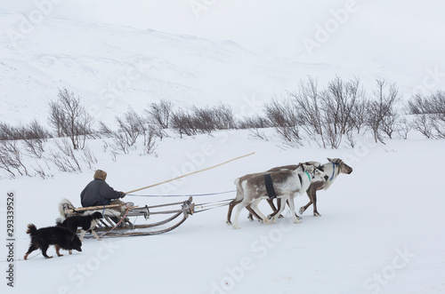 Nenets reindeer herder rides a reindeer team