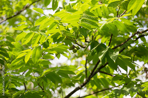 Branch Juglans cinerea  with nuts photo