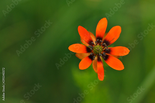 Sommer-Adonisröschen oder Sommer-Teufelsauge