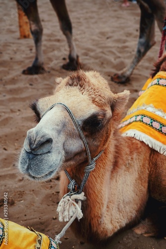 camel life