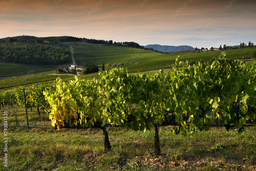 Beautiful Tuscan landscape with green vineyards at sunset in Chianti region near Florence. Italy