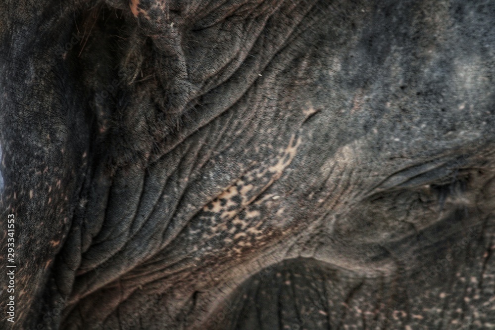 texture of elephant on road texture of elephant on road