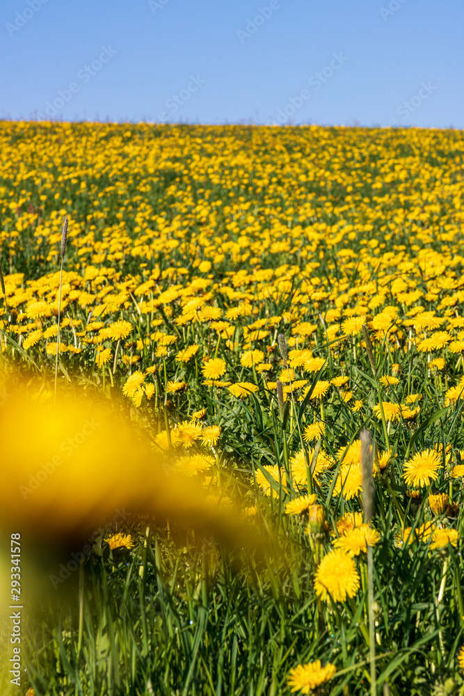 Fototapeta premium Field with yellow dandelions and blue sky