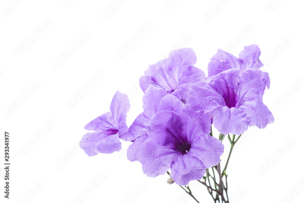Purple ruellia tuberosa flower blossom isolated on white