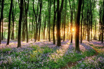Foto auf Leinwand Wald Bluebell-Waldweg bei Sonnenaufgang  © mreco