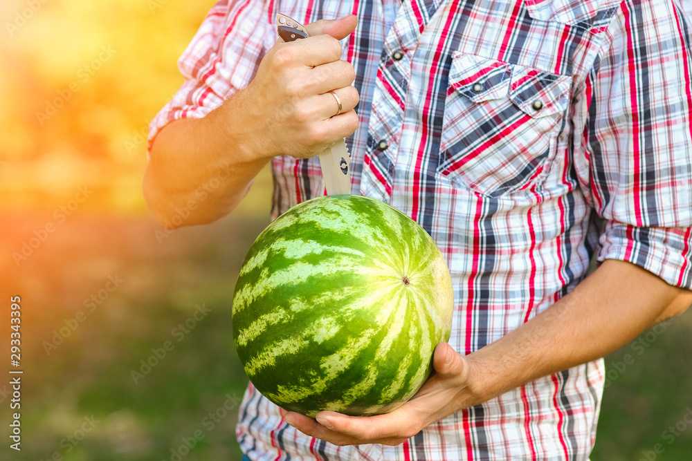 Fototapeta premium watermelon in the hands of a guy on nature in the park
