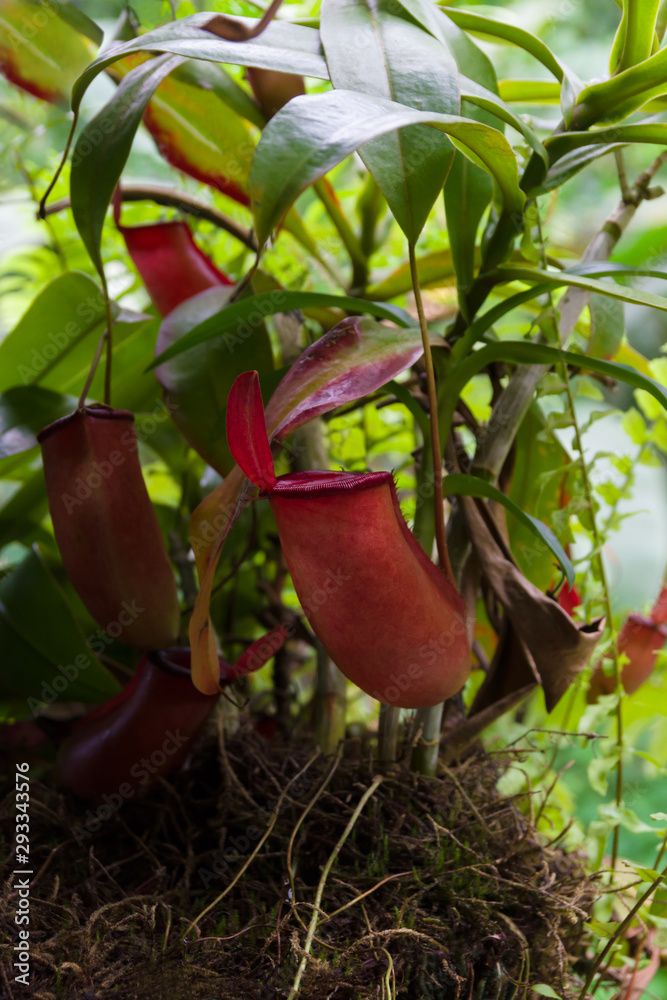 Foto de Tropical pitcher plant latin name Nepenthes ampullaria a