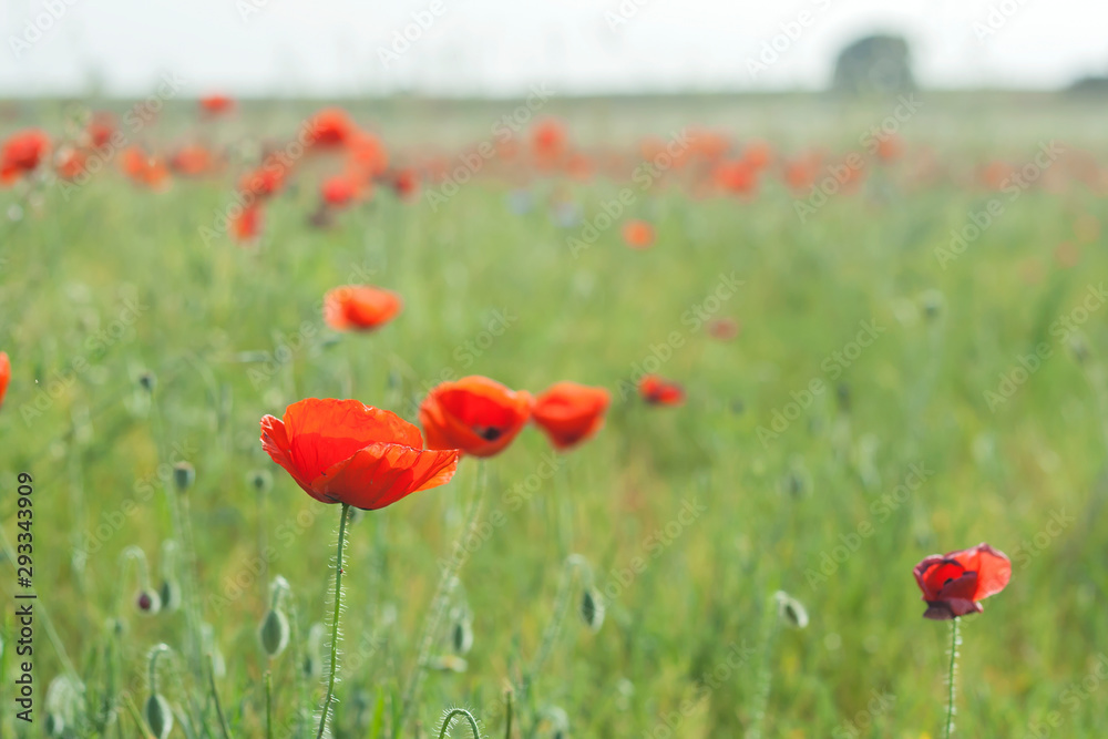 Fototapeta premium wild red poppies blooming in spring