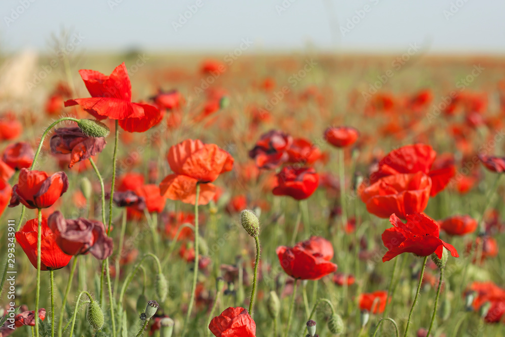 Wild red poppies in the springtime field Wild red poppies in the springtime field