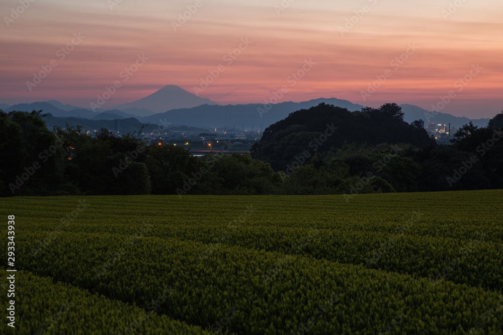 Naklejka premium 新茶に春を感じて２