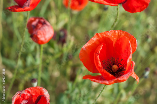 Wild red poppy close up photo