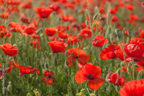 Wild red poppies 