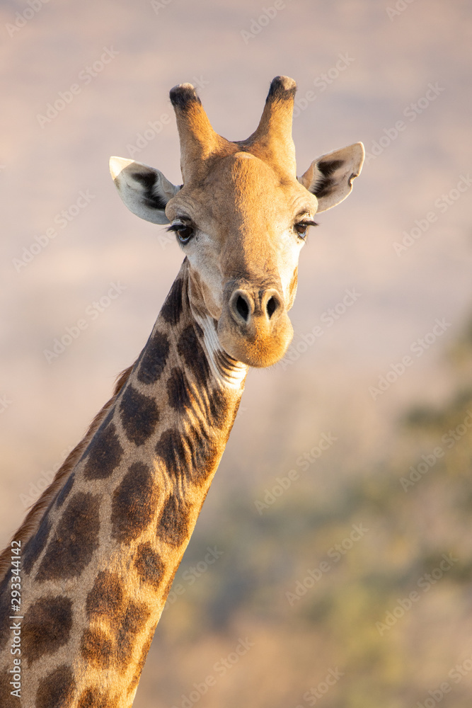 Obraz premium Giraffe portrait