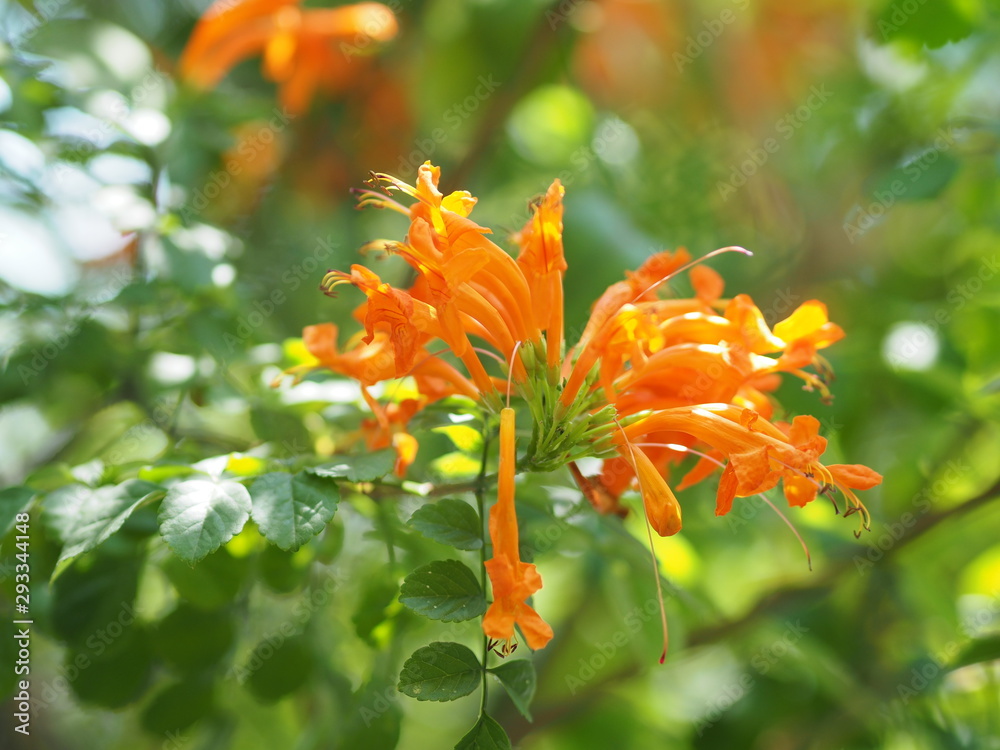 Orange trumpet, Flame flower, Fire-cracker vine orange flower on burred of nature background in garden tips of the five petals are shaped in a long strip and curled back Orange trumpet, Flame flower, Fire-cracker vine orange flower on burred of nature background in garden tips of the five petals are shaped in a long strip and curled back