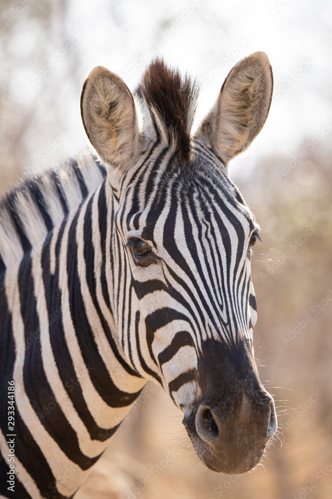 Fototapeta premium African zebra