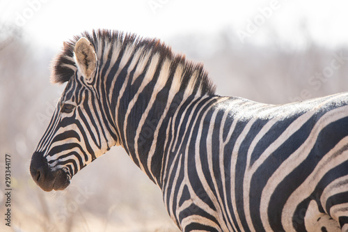 African zebra