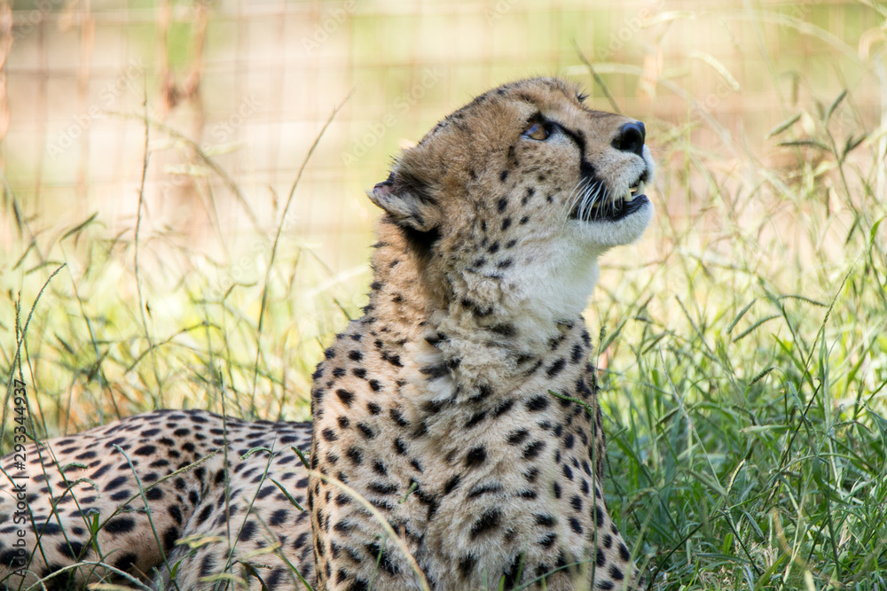 Fototapeta premium Cheetah lying next to water