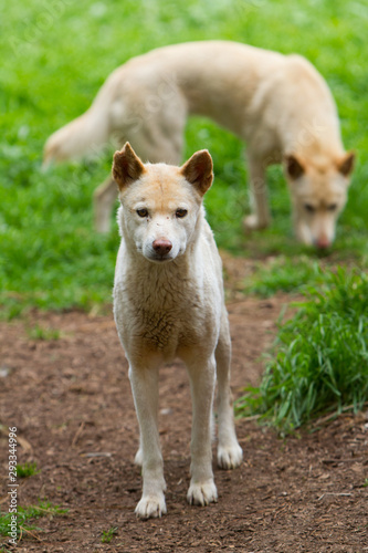 Dingoes