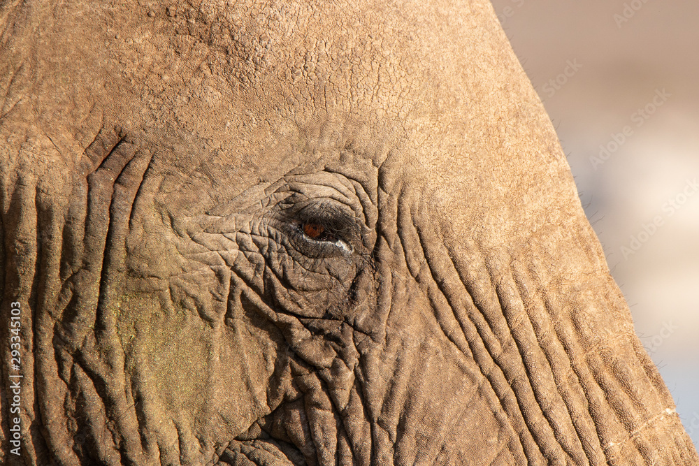 Fototapeta premium Elephant eye