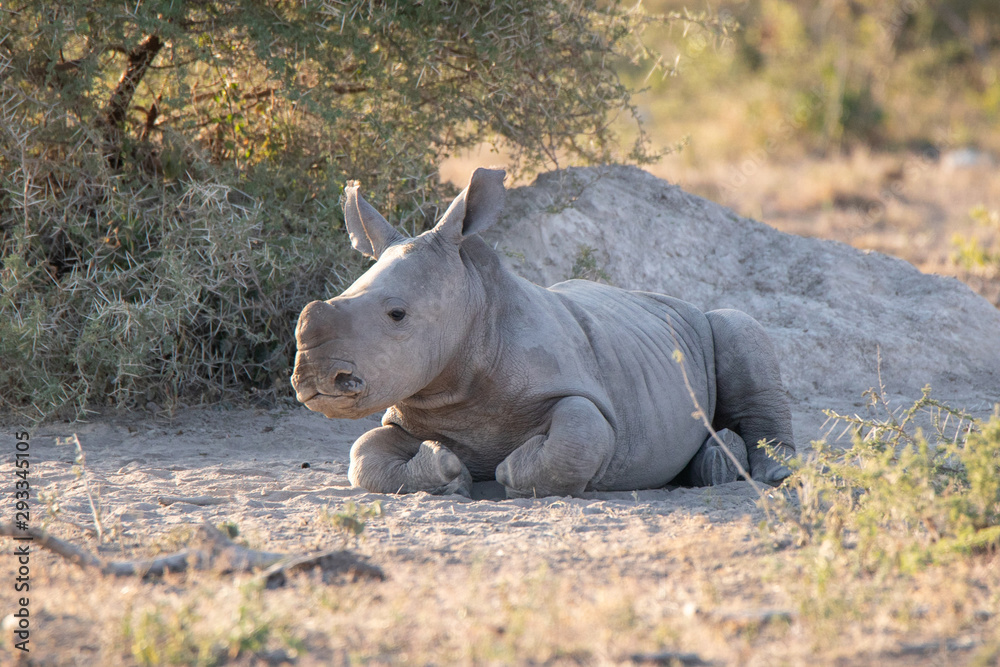 Fototapeta premium Baby rhino