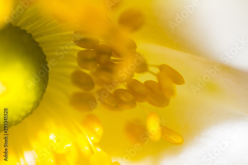 Macro Image Blossom close up with Blurred Background