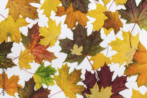 Autumn background with fallen, colorful maple leaves. Closeup, top view.