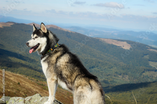 The Husky are black and white. Dog. Hiking in the mountains. Carpathian Mountains
