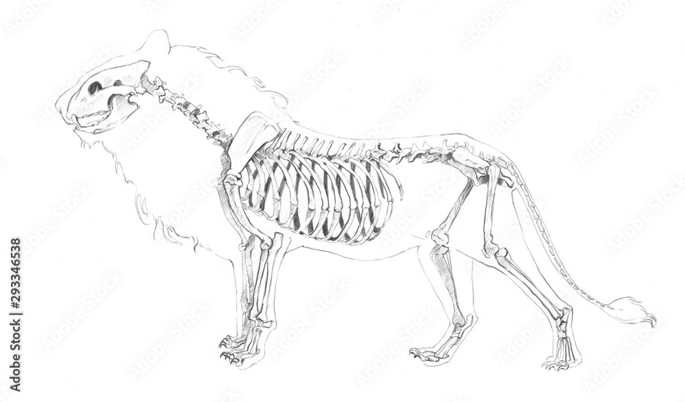 Anatomical sketch of a lion skeleton on a white background Anatomical sketch of a lion skeleton on a white background