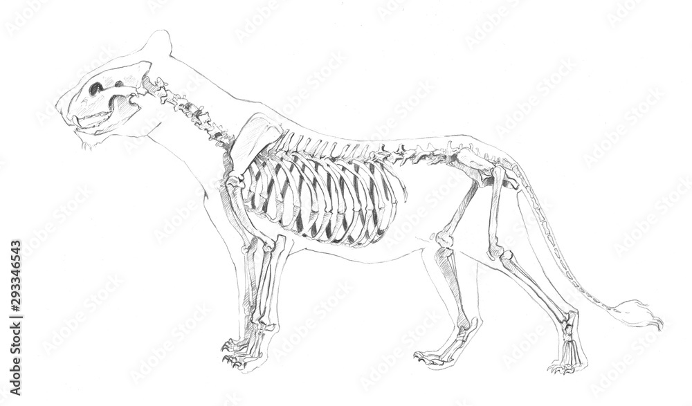 An anatomical sketch of a skeleton of a big cat: a lion, a lioness, a tiger, a leopard, a jaguar, a puma on a white background
