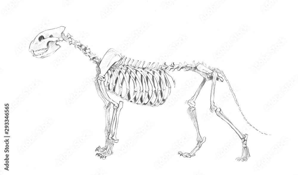 An anatomical sketch of a skeleton of a big cat: a lion, a lioness, a  tiger, a leopard, a jaguar, a puma on a white background ilustración de  Stock | Adobe Stock