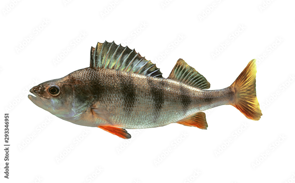 Fototapeta premium river bass on white background isolated