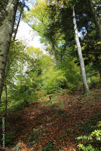 ARBOLES BOSQUES rios 