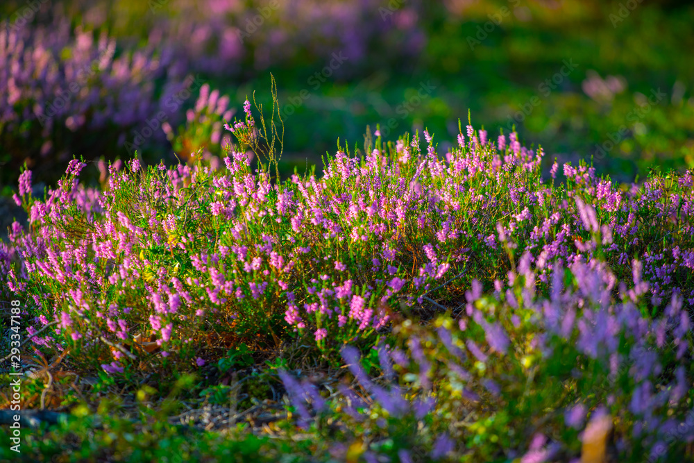 Obraz premium Sunny day. Blooming heather. Beautiful lawn in the forest.