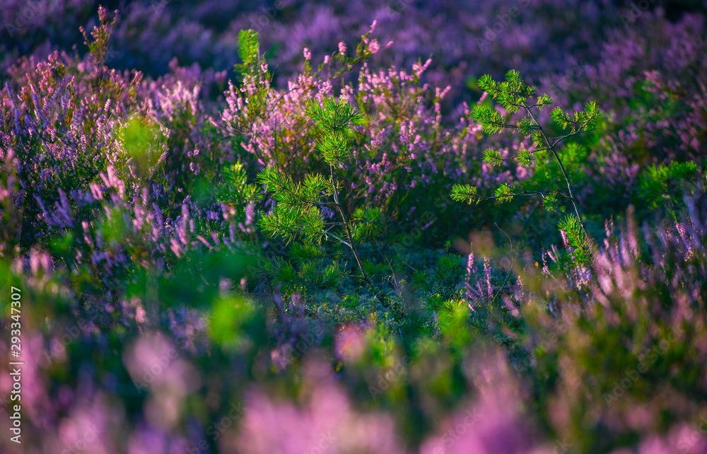 Obraz premium Sunny day. Blooming heather. Beautiful lawn in the forest.
