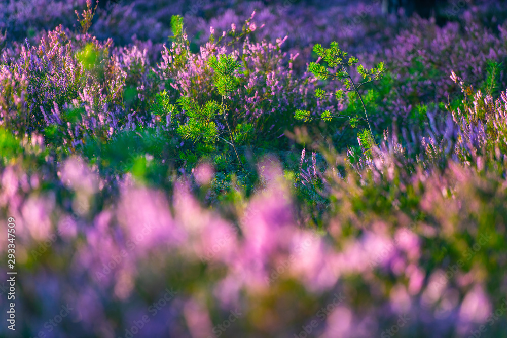 Obraz premium Sunny day. Blooming heather. Beautiful lawn in the forest.