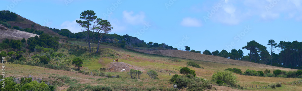 Panoramic shot of a natural farmland landscape used for cattle production with cows standing on a hill under tall pine trees at the Azores.