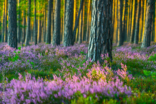 Fototapeta Naklejka Na Ścianę i Meble -  Sunny day. Blooming heather. Beautiful lawn in the forest.