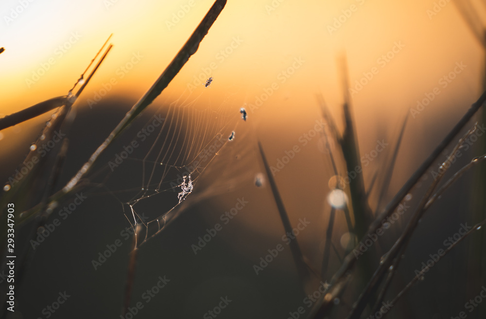 Obraz premium spiderweb