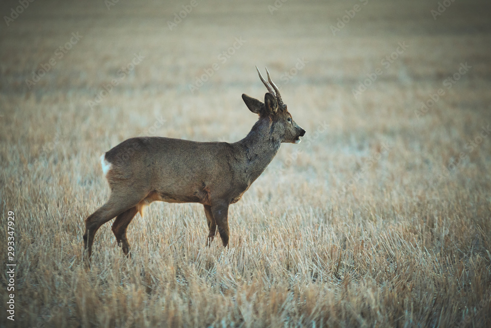 roe deer roe deer