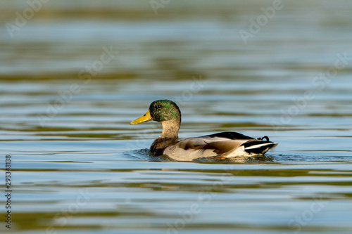 Male Mallard Duck Swimming in River