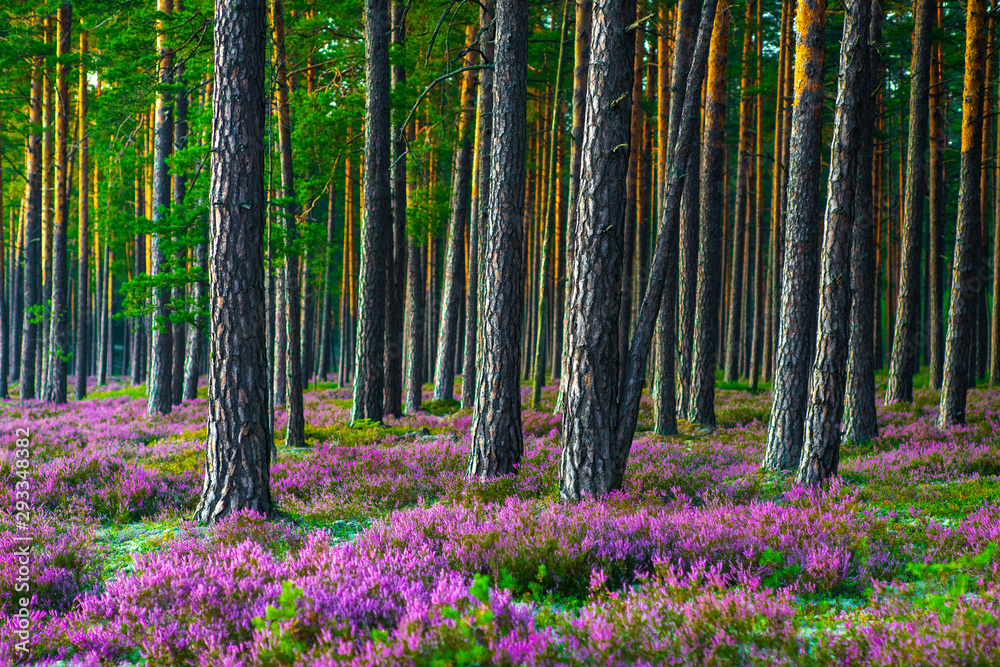 Sunny day. Blooming heather. Beautiful lawn in the forest. - obrazy, fototapety, plakaty 