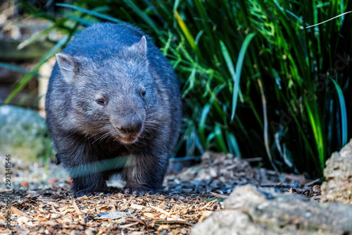 Close up of an Australian Wombat