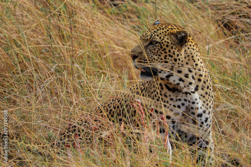 Leopard sitting observing.