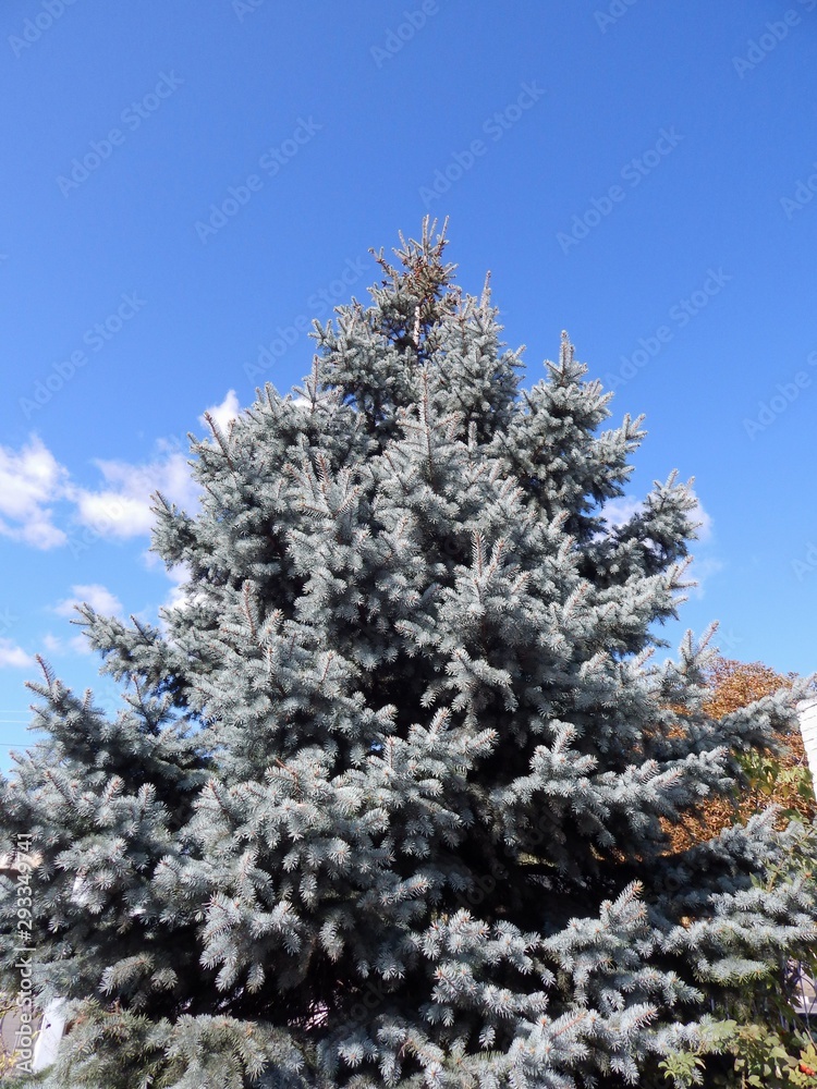 Beautiful silver spruce. Photo of a natural lively green spruce tree. Beautiful silver spruce. Photo of a natural lively green spruce tree.