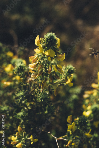 Flowers photo