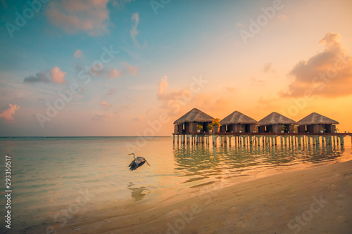 Sunset on Maldives island, luxury water villas resort and heron flying away. Beautiful sky and clouds and beach background for summer vacation holiday. Paradise sunset landscape