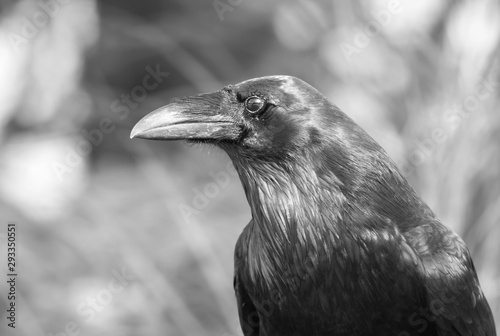 Common raven  Corvus corax  portrait in black and white along the Mizzy lake trail in Algonquin Park  Canada